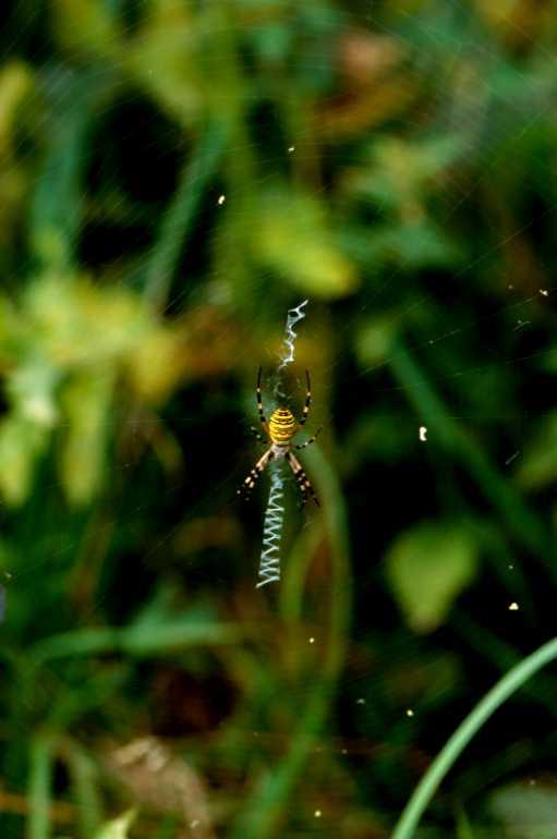 Argiope_bruennichi_P1500_Z_83_Les Gris_Frankrijk.jpg